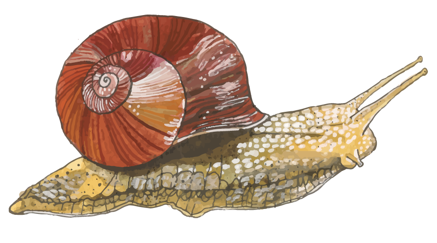 schnecke 900x400px