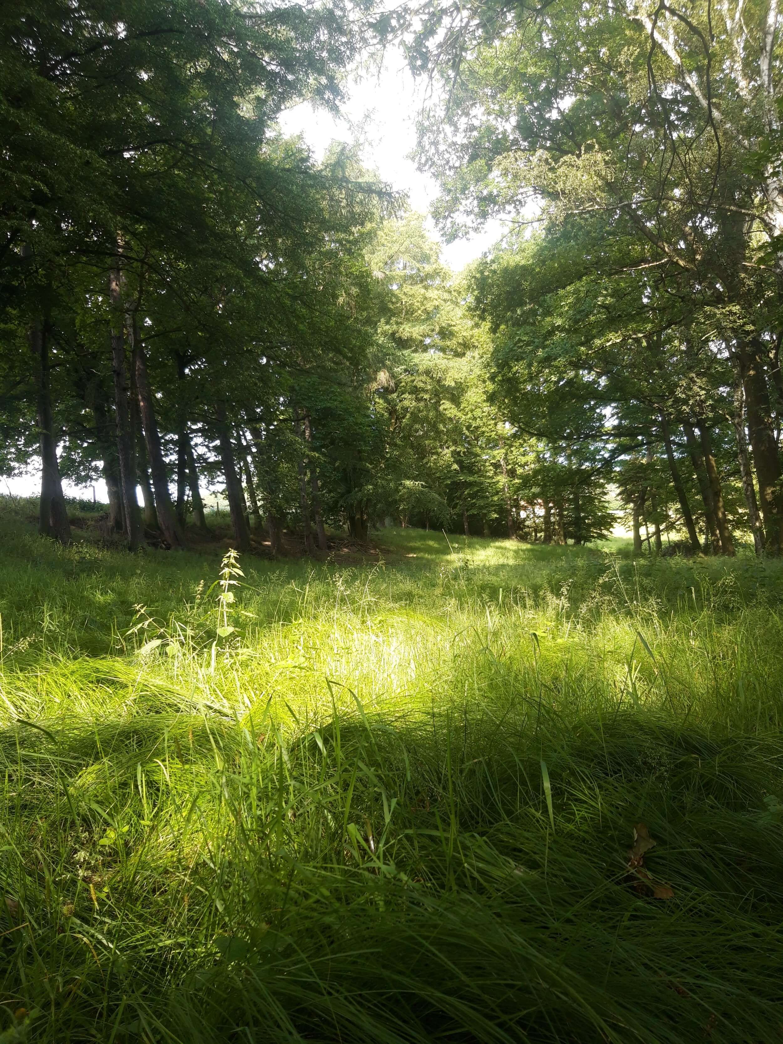 Bild_Libellengrund_Wald