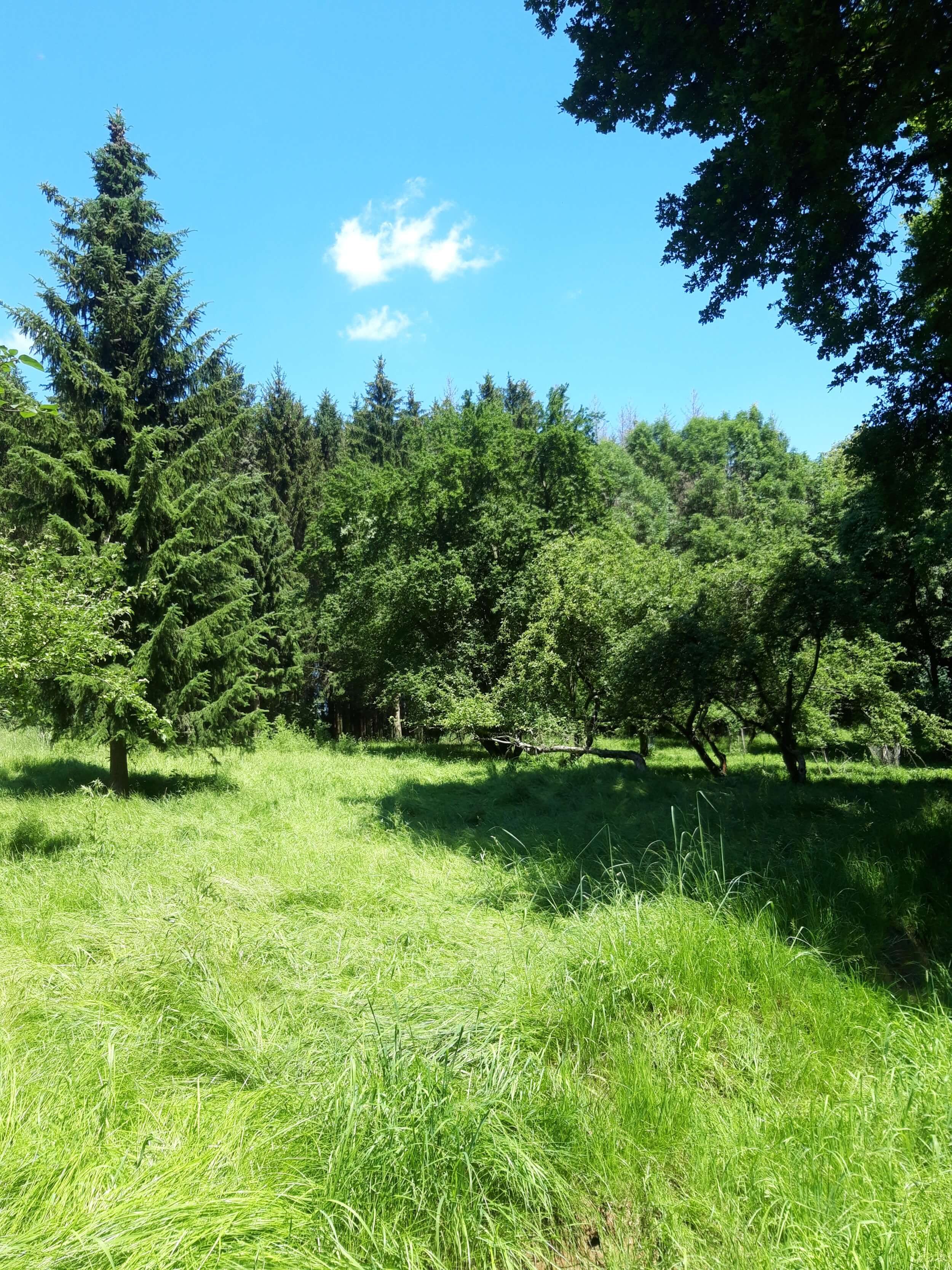 Bild_Libellengrund_Wald2