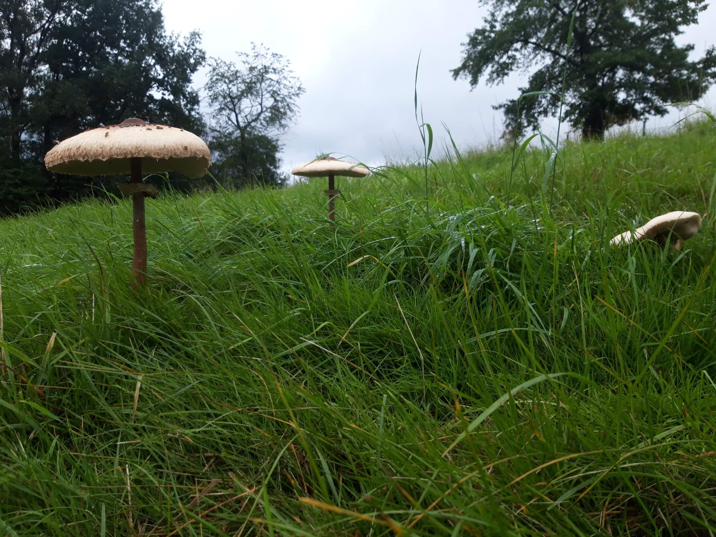 Bild_Libellengrund_Wiese