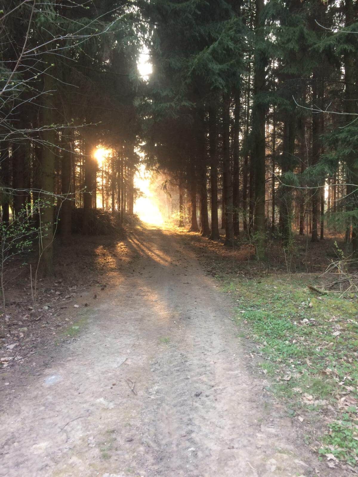 Bild_Libellengrund_Waldlichtung