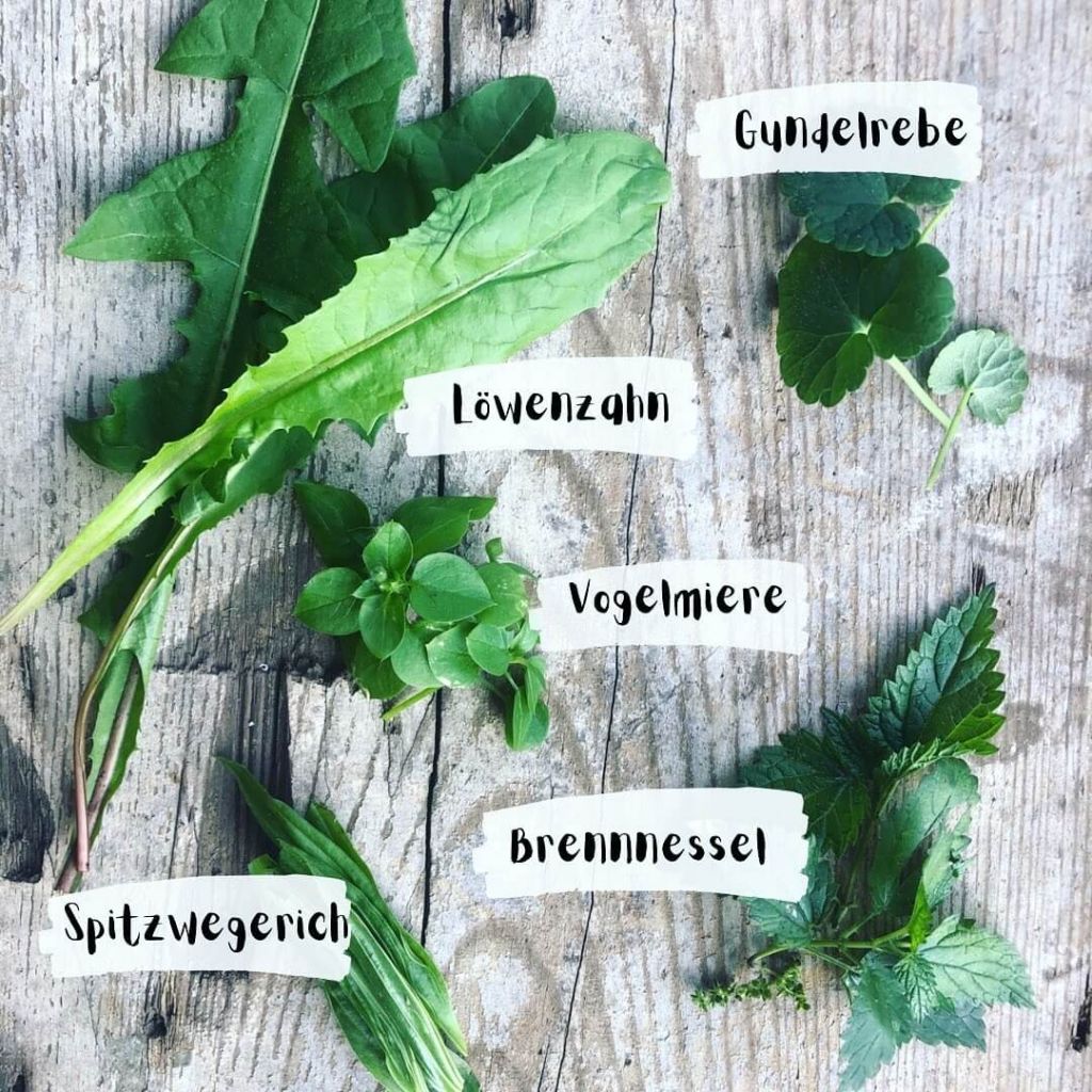 wildkr-uter-im-oktober